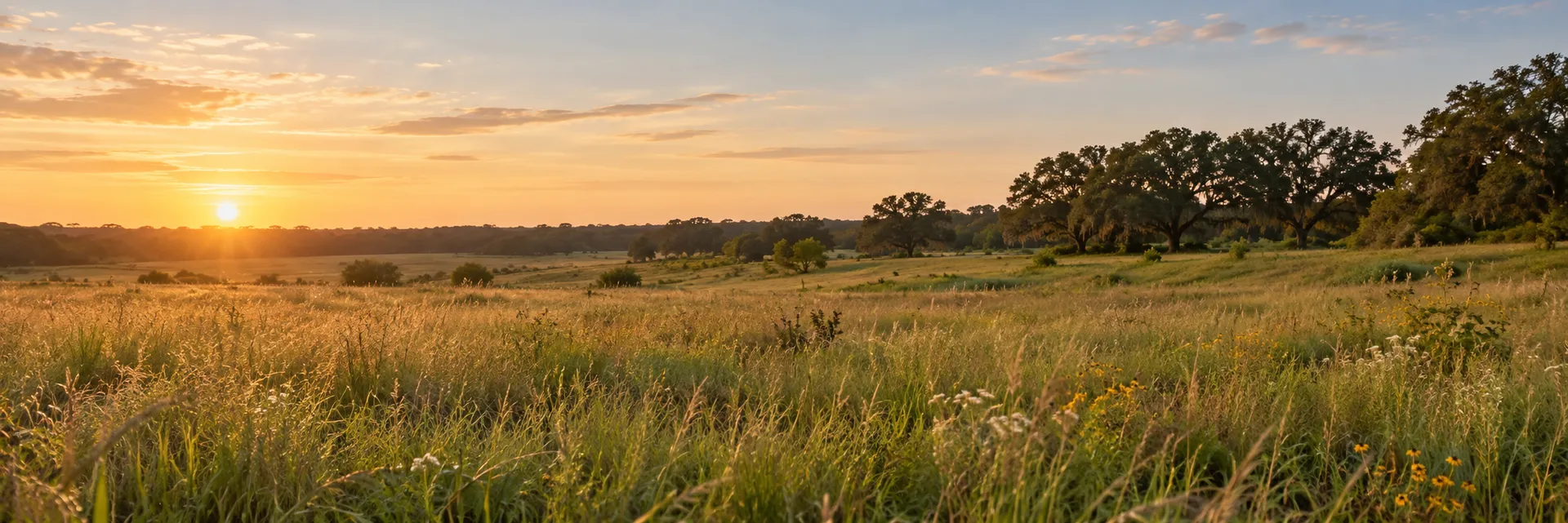 Golden meadow at sunset with live oak trees near Bristol, Florida